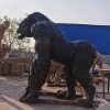 1L207003 Outdoor Gorilla Statue Sale Online (3)