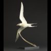 1JB11011 Arctic Tern Flying Statue Bronze (2)
